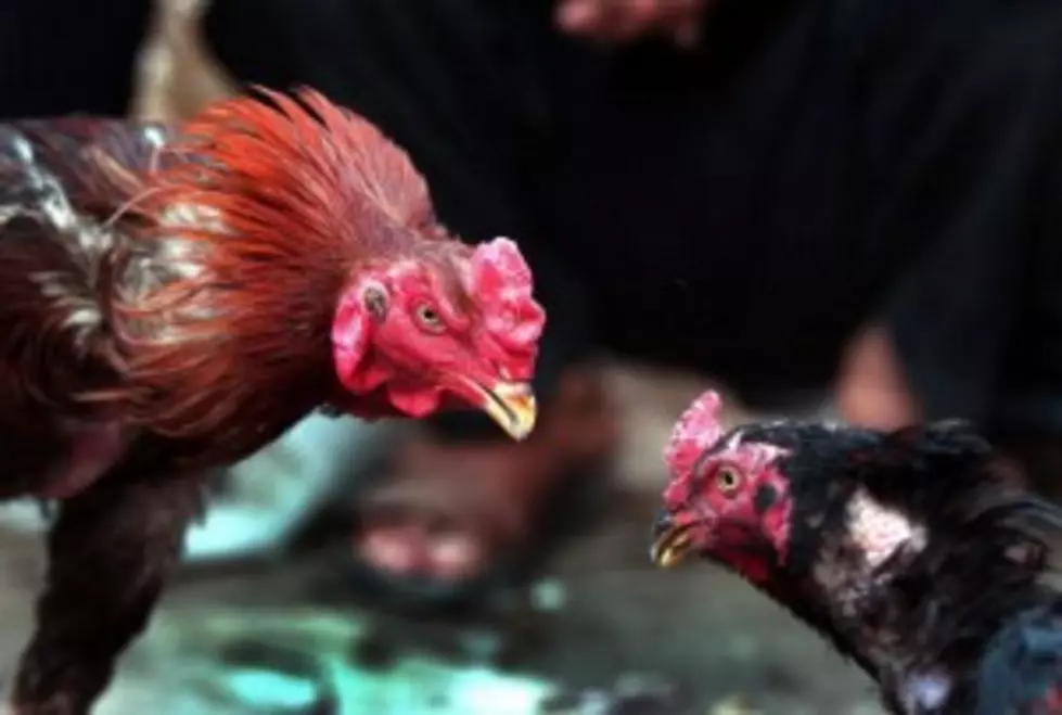 Possible Cock Fighting Operation Uncovered