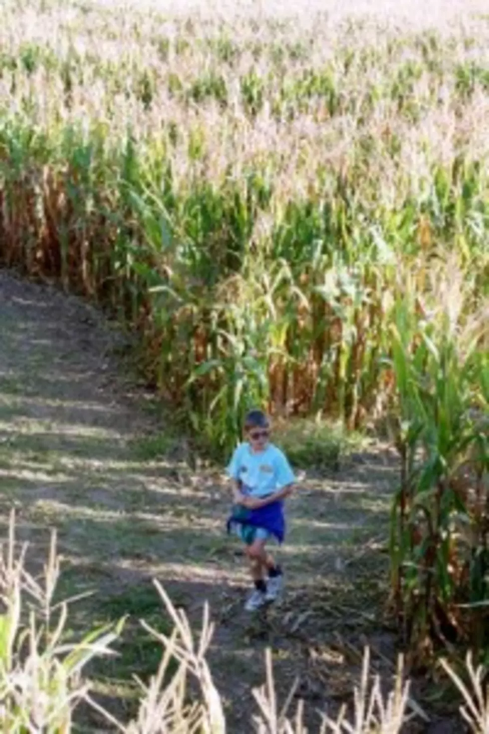 Cornfield Maze To Open October 10th