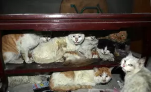 Cats And More Cats Removed From Filth In Home