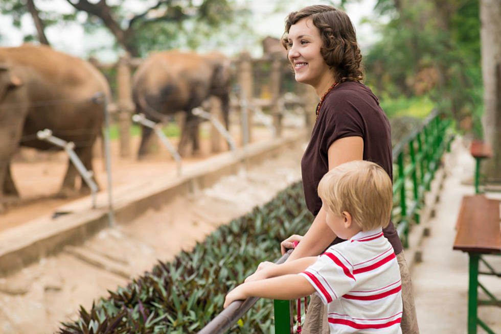 Zoo Posts Record Attendance In 2015