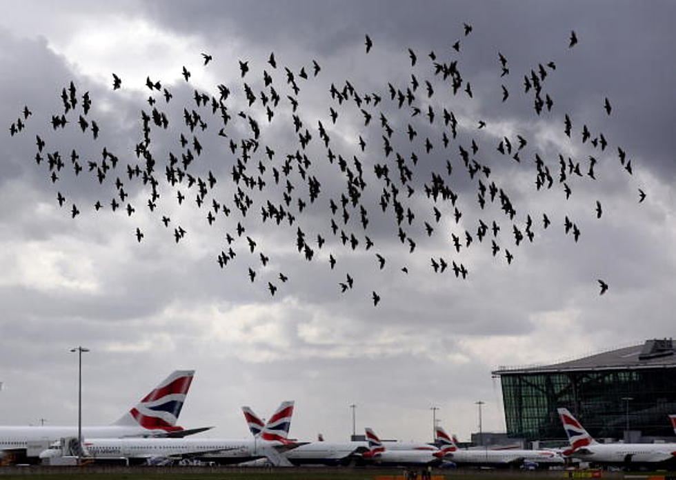 Bird Strike Forces Plane To Return To Houston