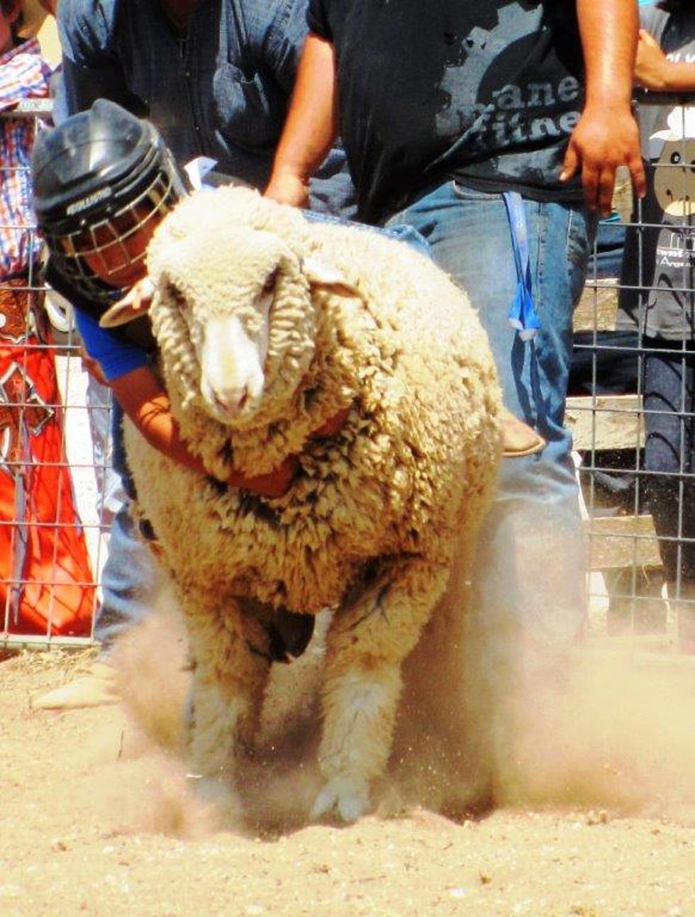 Downtown San Angelo Mutton Bustin&#8217; Series is Back
