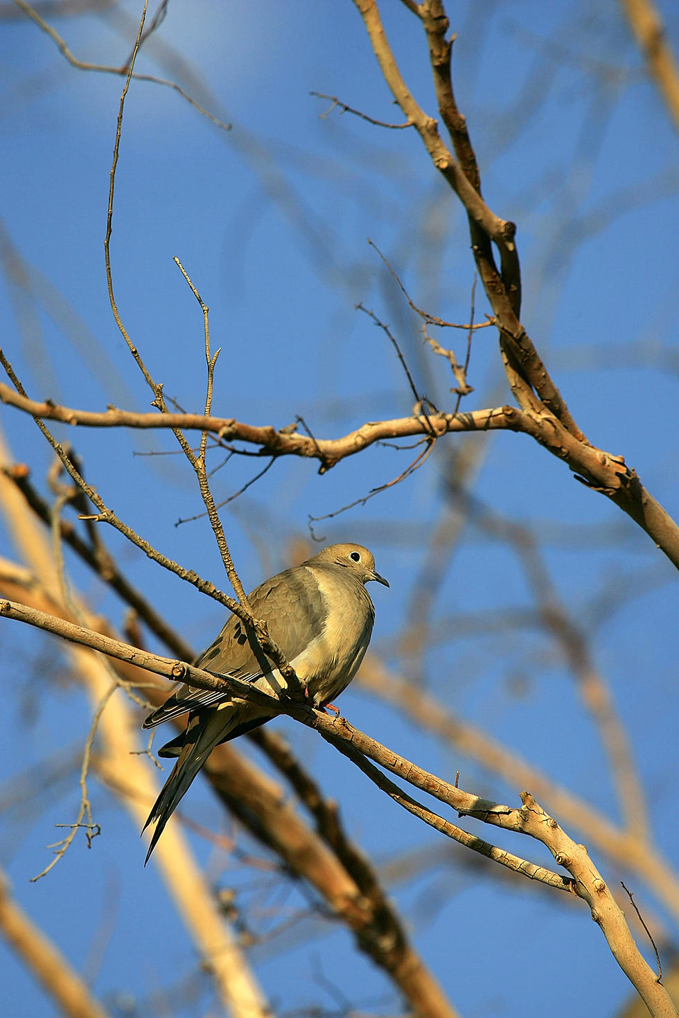 That Dove You Shoot Next Month May Have An Ankle Bracelet