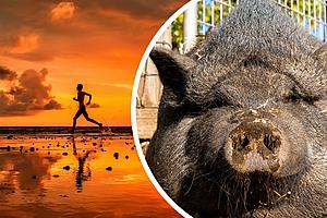Pig to Greet Texas Police Officer at Finish Line After Grueling...