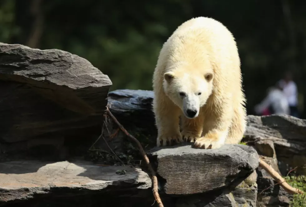 Birthdays And Anniversaries For February 27th + Polar Bear Day