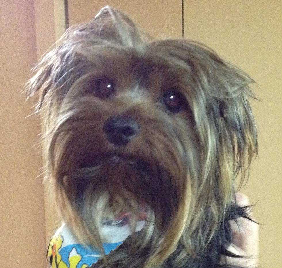 Pet of the Week – Onion an Incredibly Sweet Yorkie
