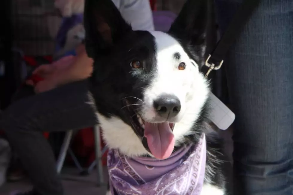 Celebrate National No-Kill Day in San Angelo + 5th Pooch Pageant