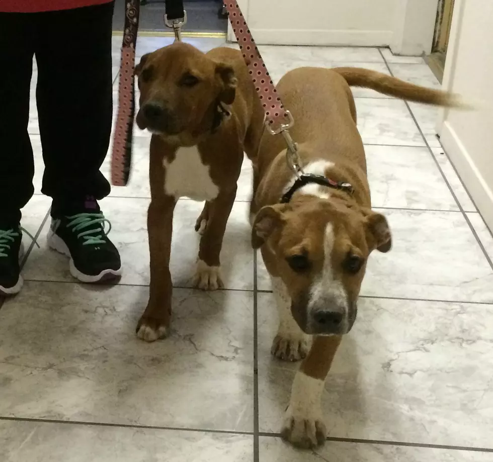 Pet of the Week - Jack and Dozier