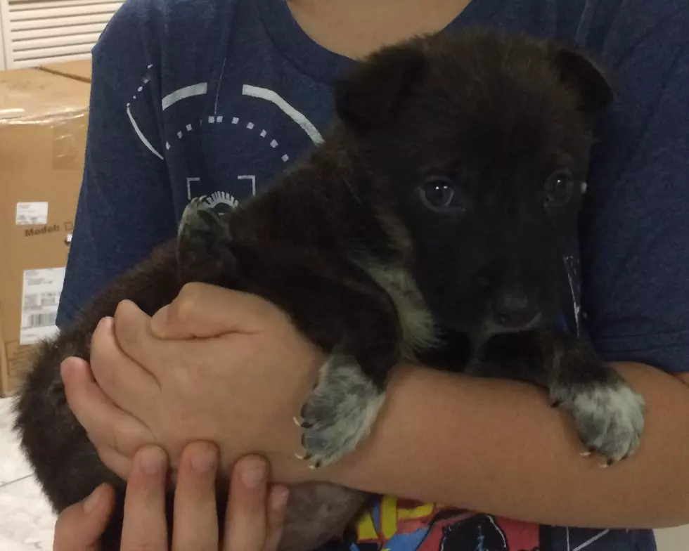 Pet of the Week - Puppies