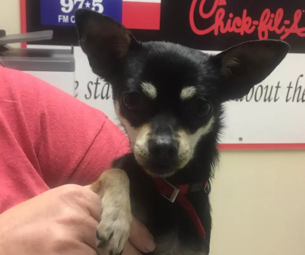 Pet of the Week-Bitsy