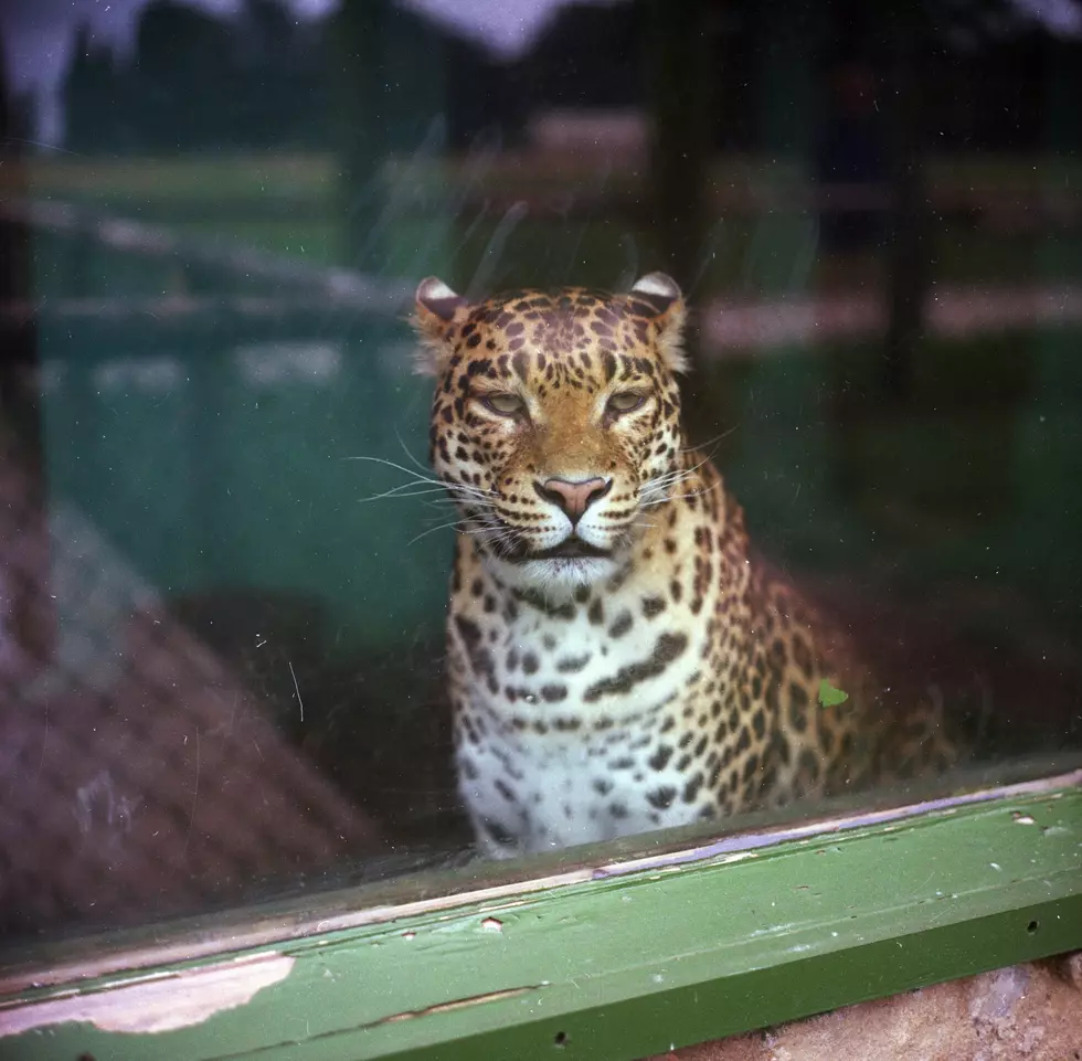 Jaguar Scaled Walls To Escape Abilene Zoo