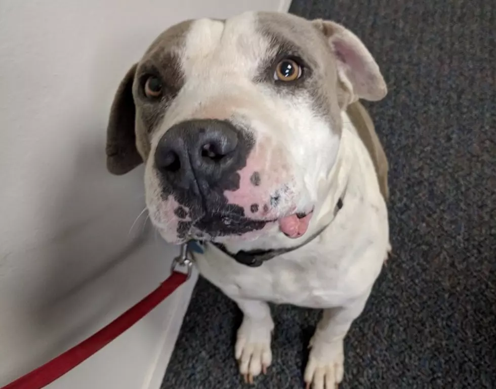 Meet Tyson, San Angelo’s Pet of the Week