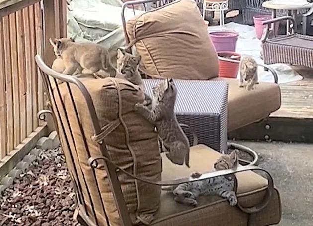 Bobcat Family Moves into Texas Couple’s Backyard