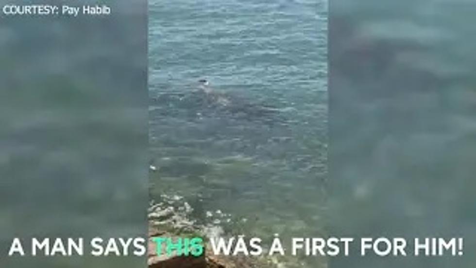 [VIDEO] Is That a Dolphin? No, it’s a Manatee Swimming Near the Texas Shore!