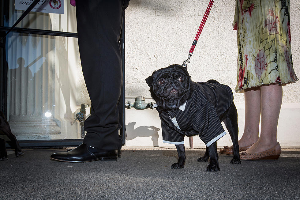 Woman Used Government Funds To Buy Custom Tuxedo For Pet Pug