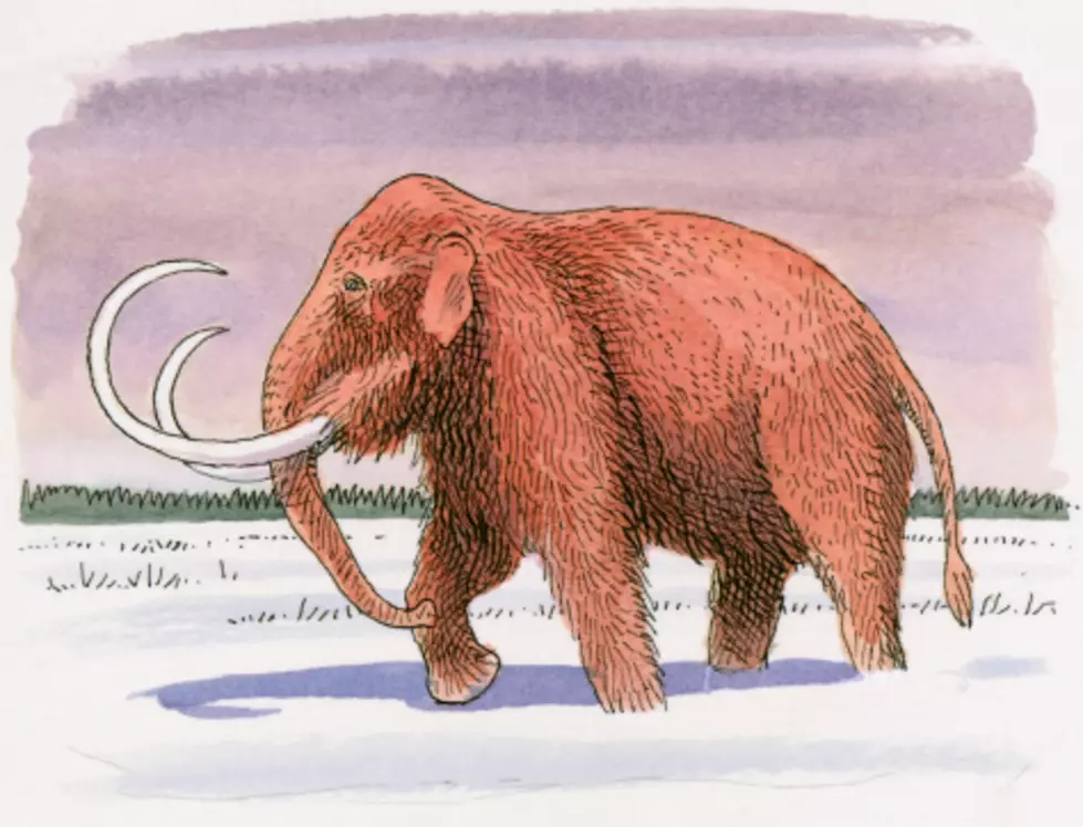 Name The Mammoth