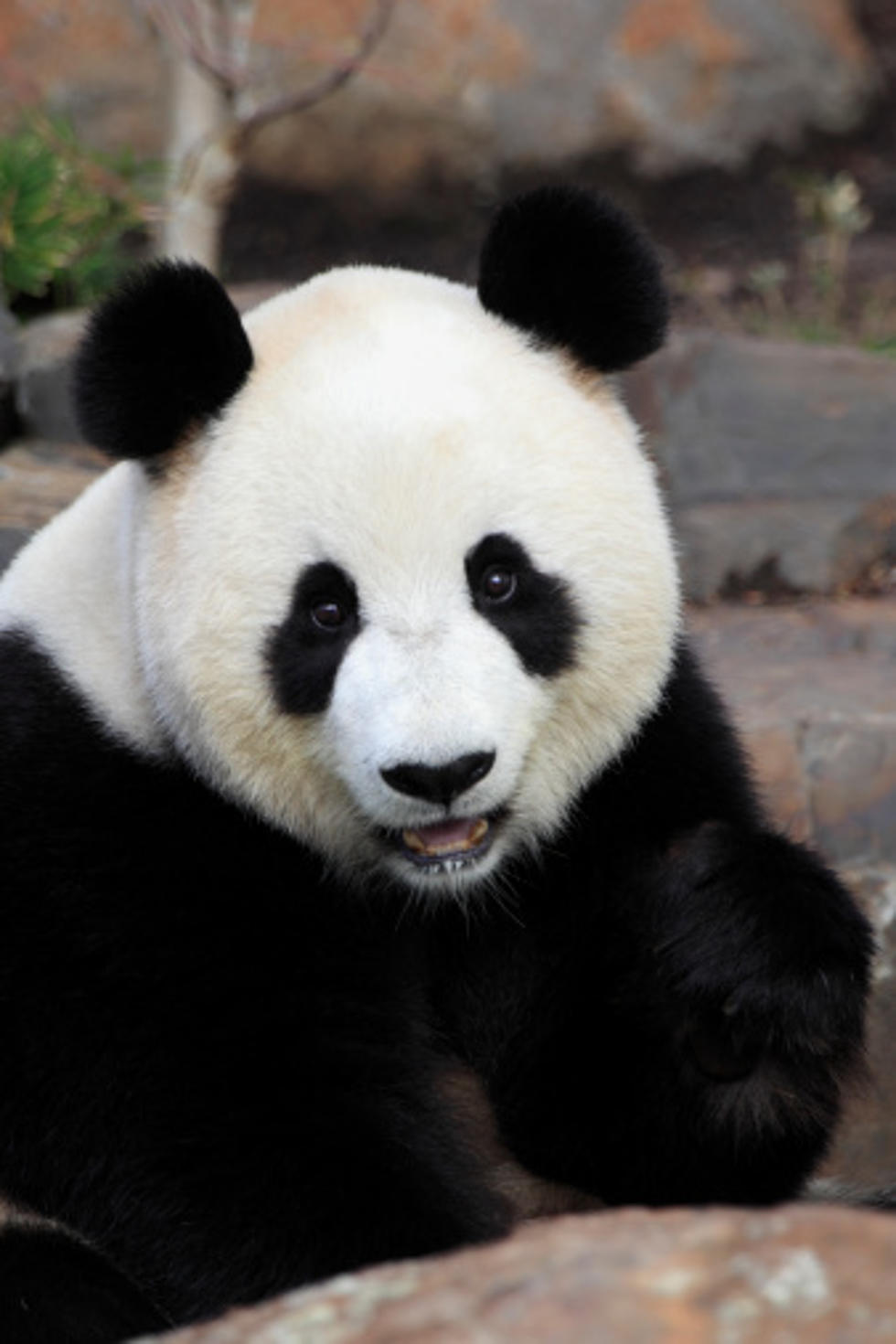 Panda Cow Born In Northern Colorado