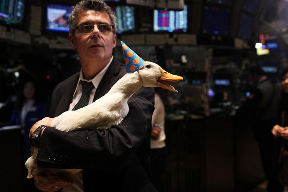 Are You The Next Aflac Duck?