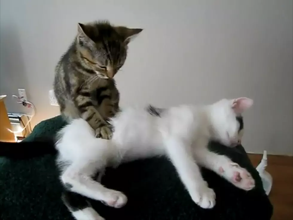 Hard Day? Relax With a Kitten Massage [VIDEO]