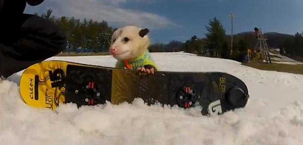 Ratatouille The Snowboarding Possum [VIDEO]