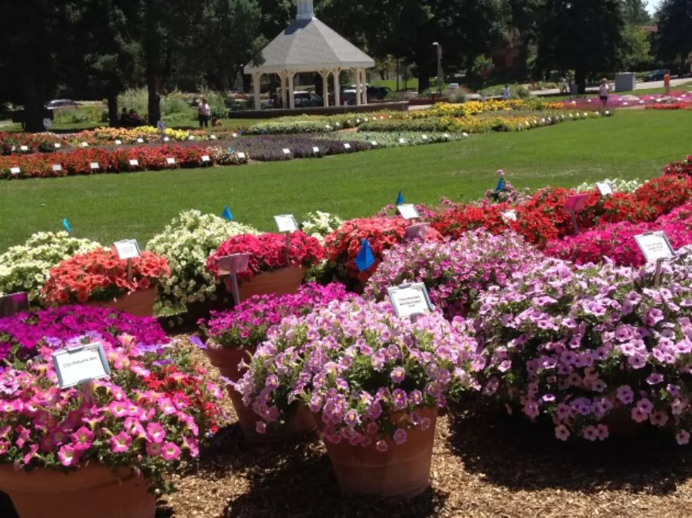 The Annual Flower Trial Gardens at CSU in Fort Collins [PICTURES]