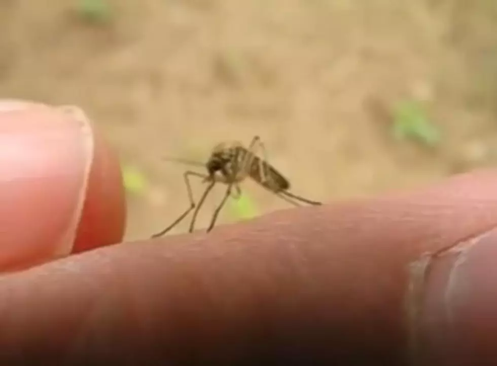 Fort Collins Spraying For Mosquitoes Tonight