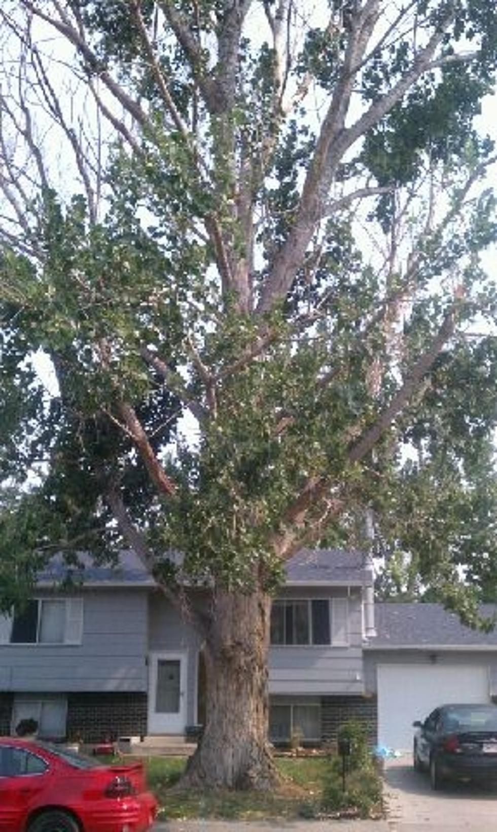 My Amazing Tree Removal [PHOTOS] &#8211; Brian&#8217;s Blog