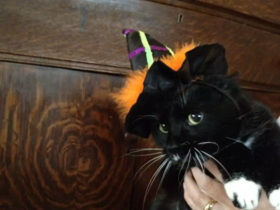 Have You Ever Dressed Up Your Pets For Halloween? [POLL]