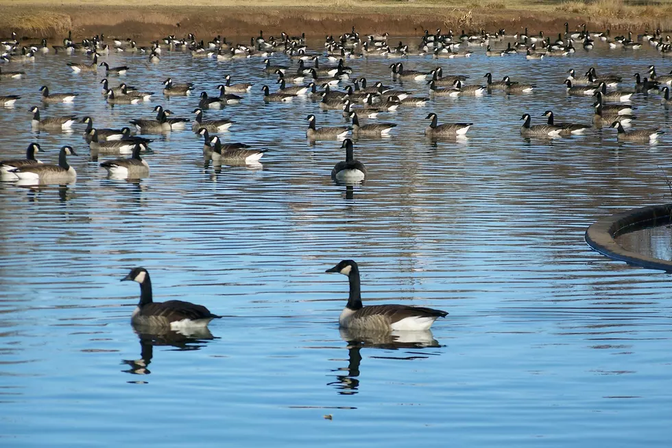 Culling of Geese in Denver Will Happen Again This Year