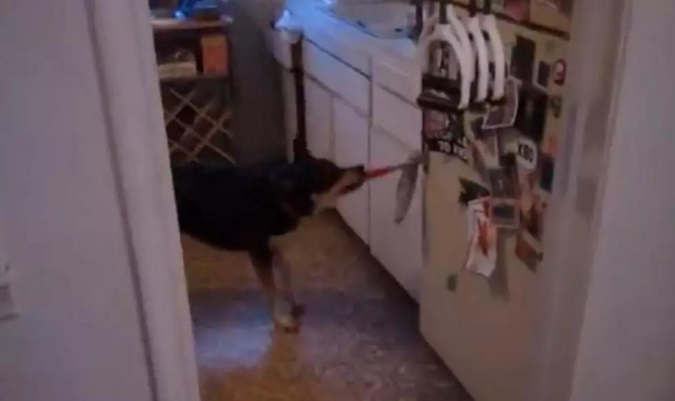 See The World&#8217;s Most Helpful Dog [VIDEO]
