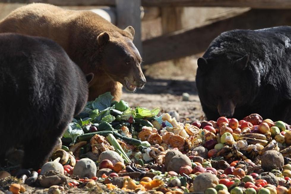 Surveillance Video Catches Bear Choosing Snacks From Freezer [VIDEO]