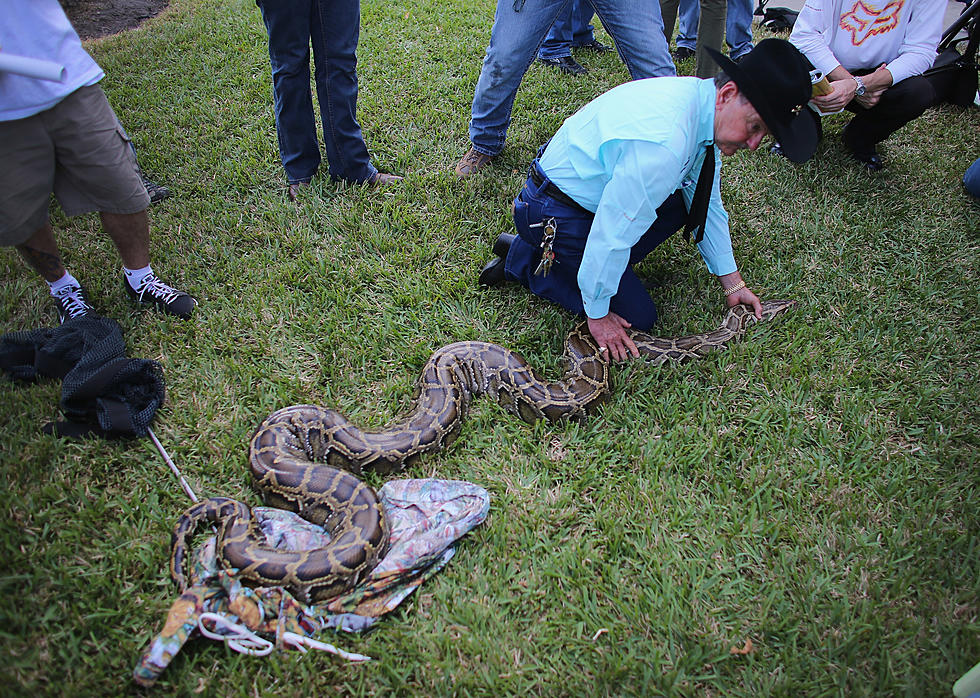 Florida Tackles Rouge Burmese Python Problem With “Free For All” Hunting Contest