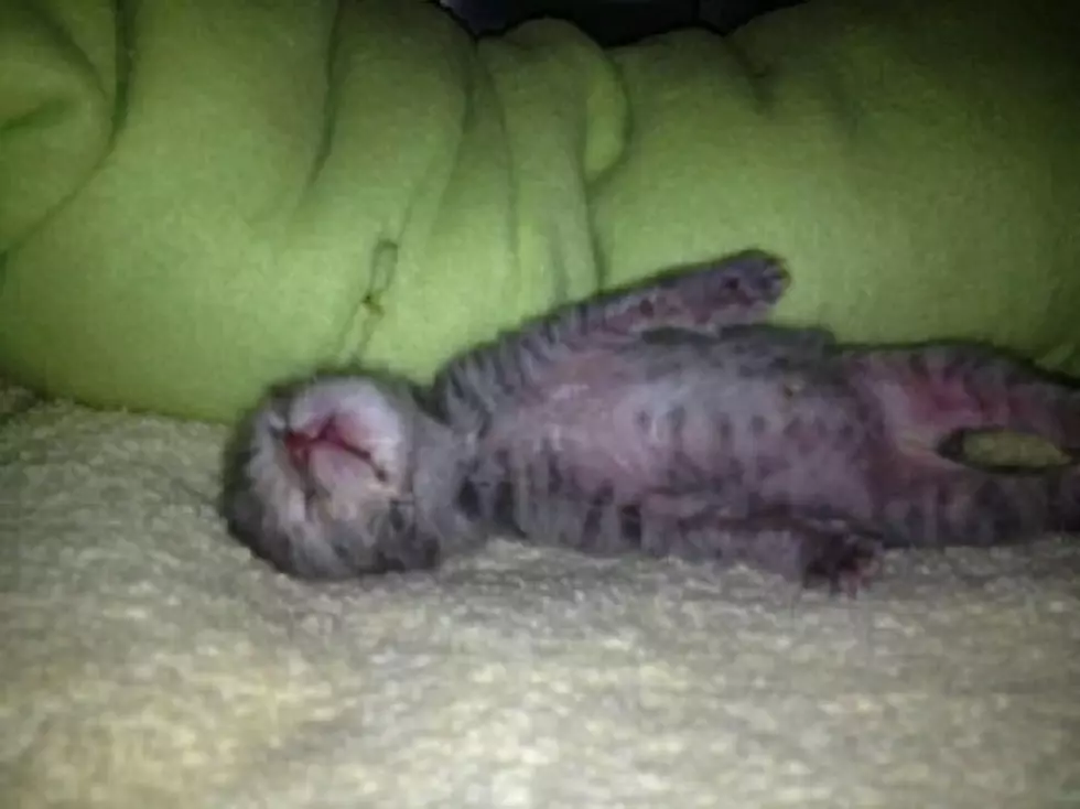 A Little Cat Nap Energizes The Brain &#8211; Brian&#8217;s Blog