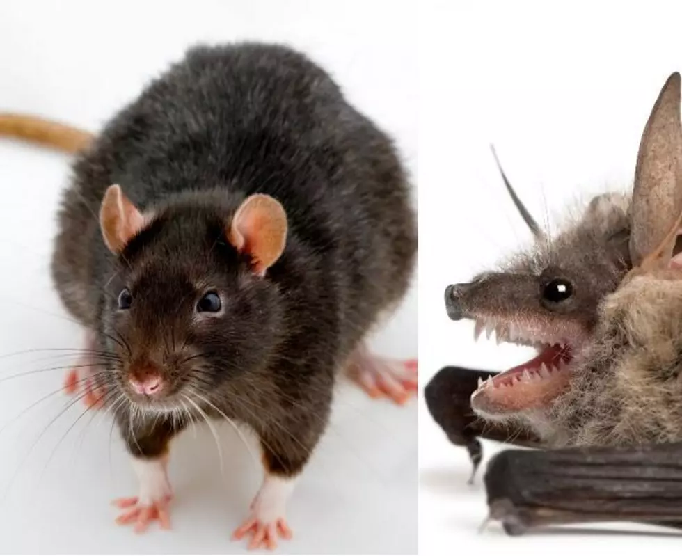 Which Are More Likely To Carry Disease, Bats or Rats?  CSU Knows! [POLL]