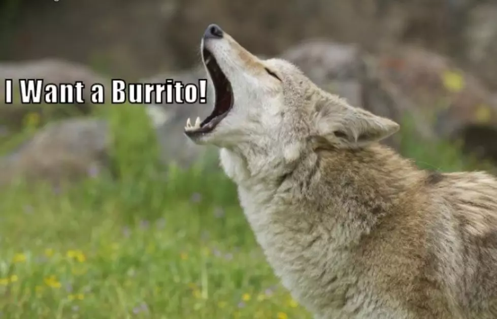 Don&#8217;t Feed the Coyotes Burritos In Boulder
