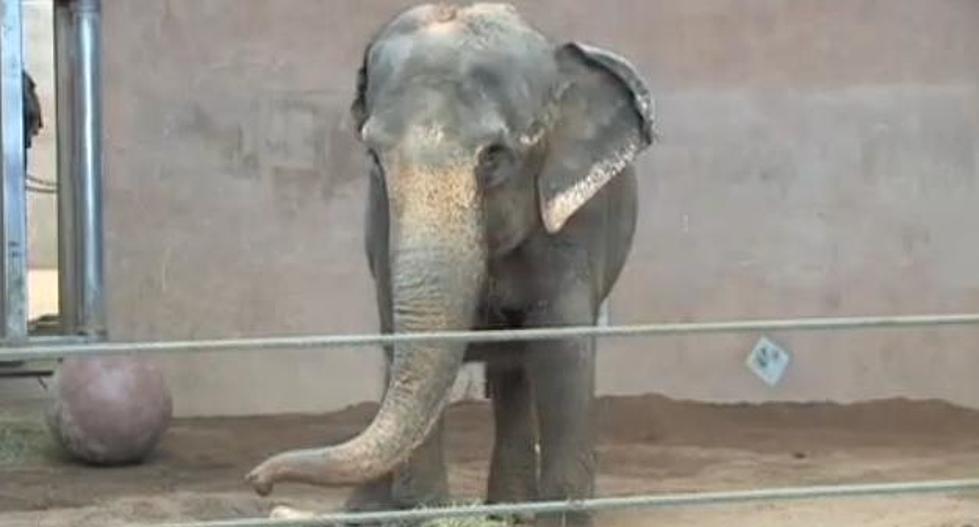 Meet Kimbo The Elephant &#8211; The Newest Resident At The Denver Zoo