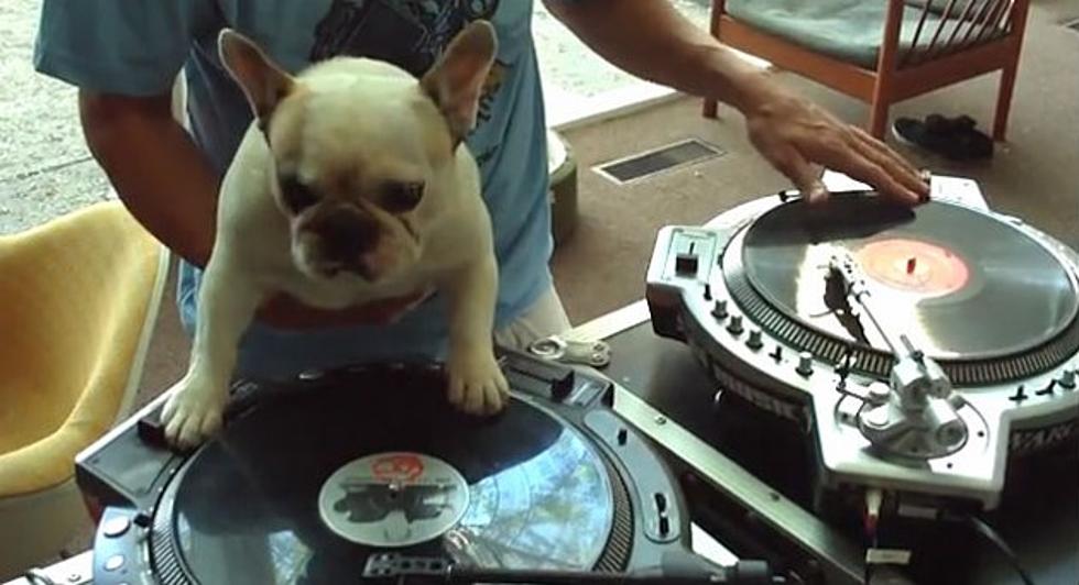 Can Your Dog Top What DJ Dog Can Do? [VIDEOS]