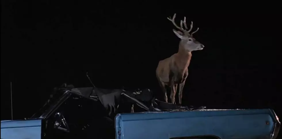 Roadkill Deer Comes Back to Life, Escapes From Trunk (VIDEO)