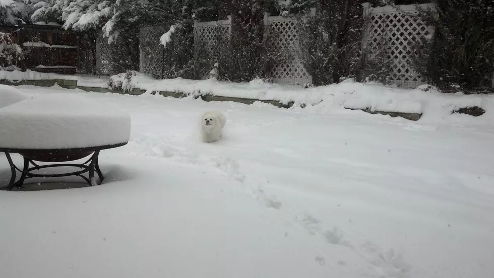 Calling All Pictures and Videos of your Pets and Kids in the Snow[PICTURES]
