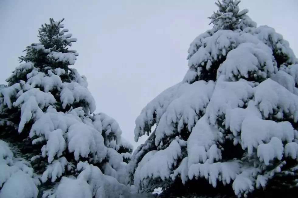 State Forest Service Offers Tips For Dealing With Damaged Trees  From April Snowstorm