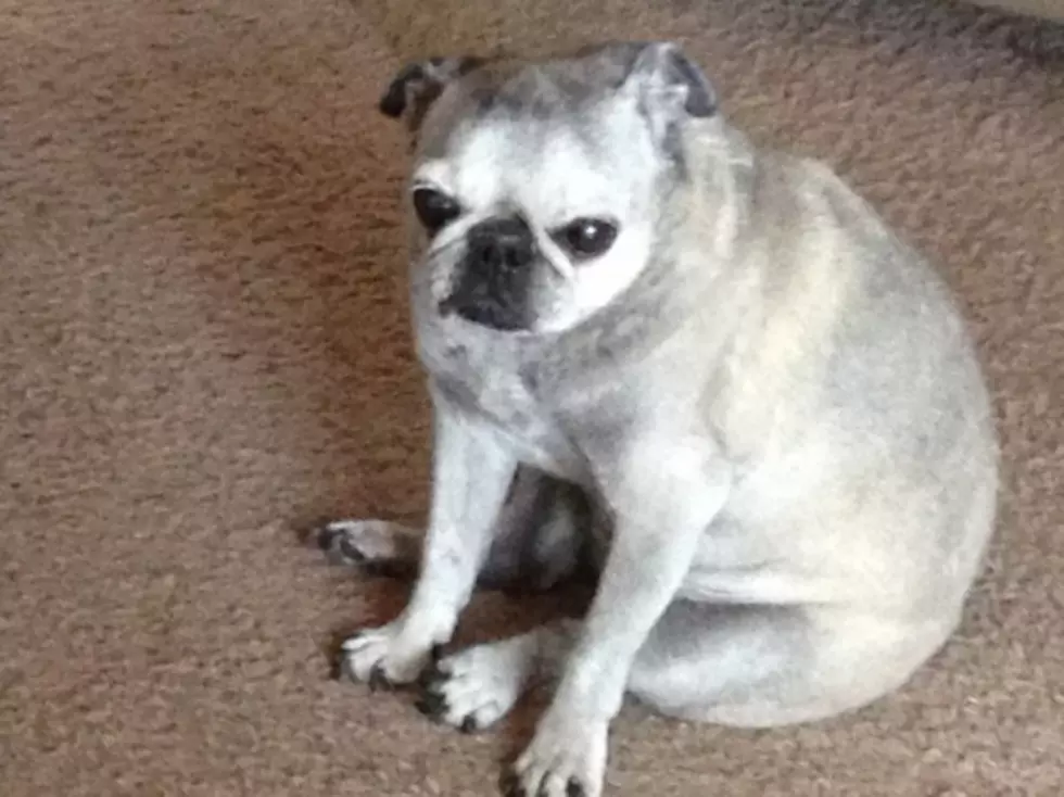 Rest In Peace Mini Pug, Saying Goodbye To A Loved Pet &#8211; Brian&#8217;s Blog