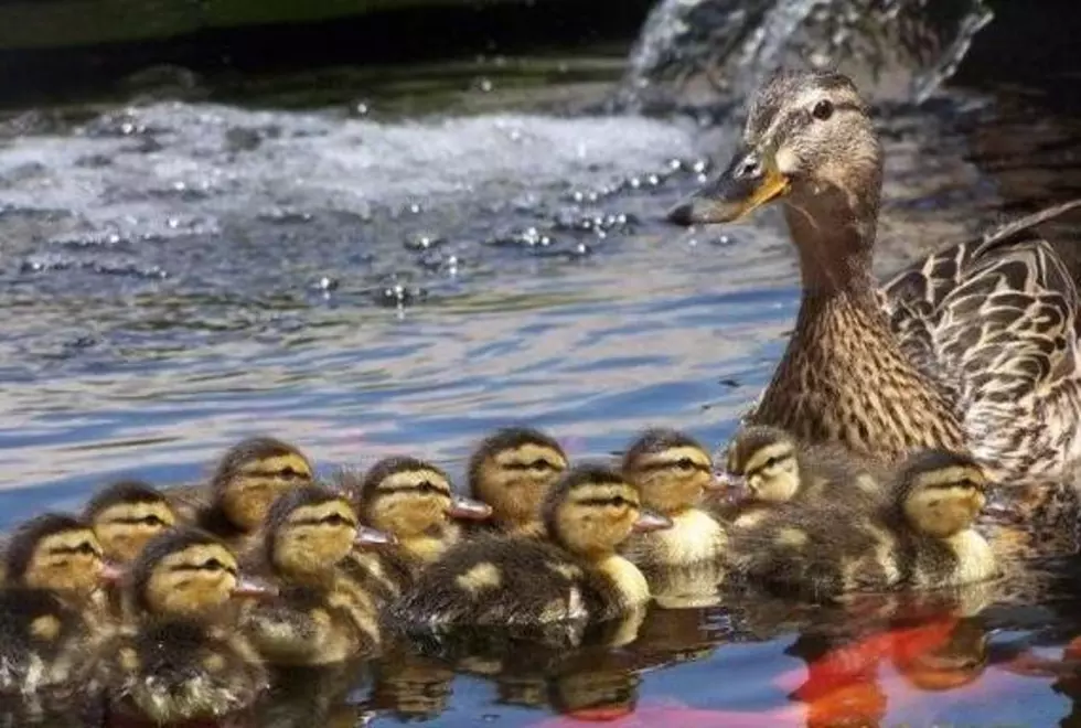 Cute Photos of Baby Ducks [PICTURES]