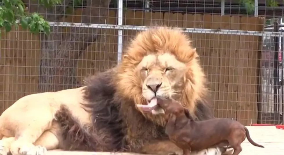 Unlikely Buddies in the Animal Kingdom &#8211; Like a Lion &#038; A Wiener Dog [VIDEO]