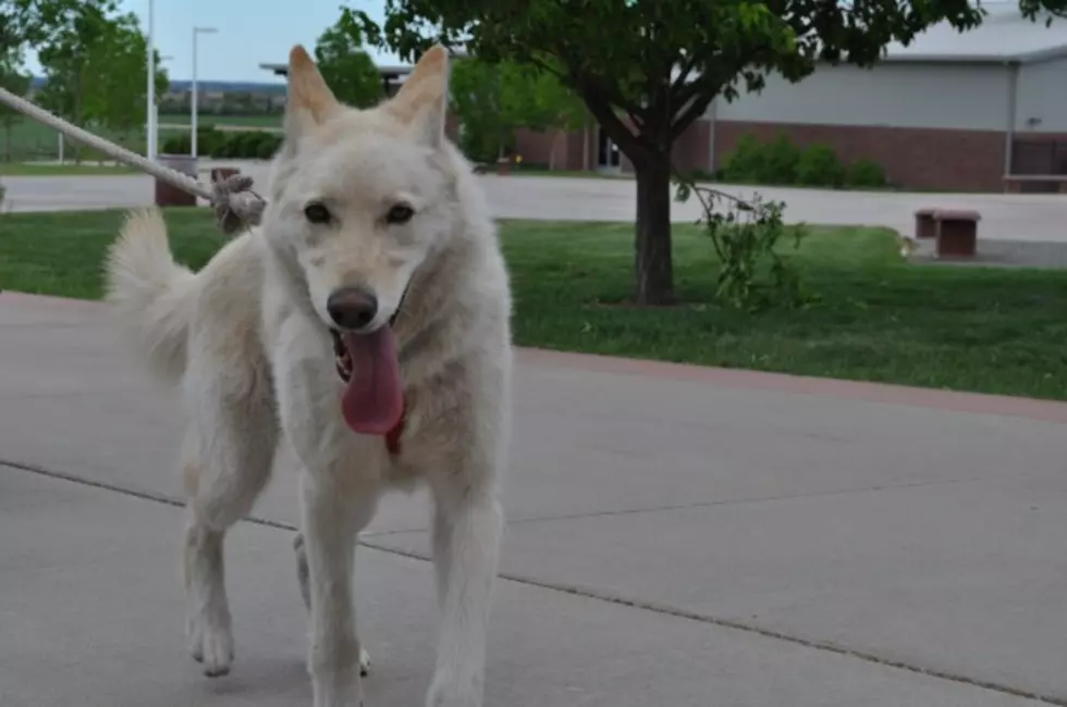 Images From 9th Annual Waltz For The Wolves [PICTURES]