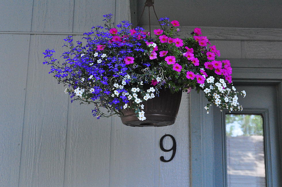What Is In Todd’s Hanging Basket? [PICTURES]