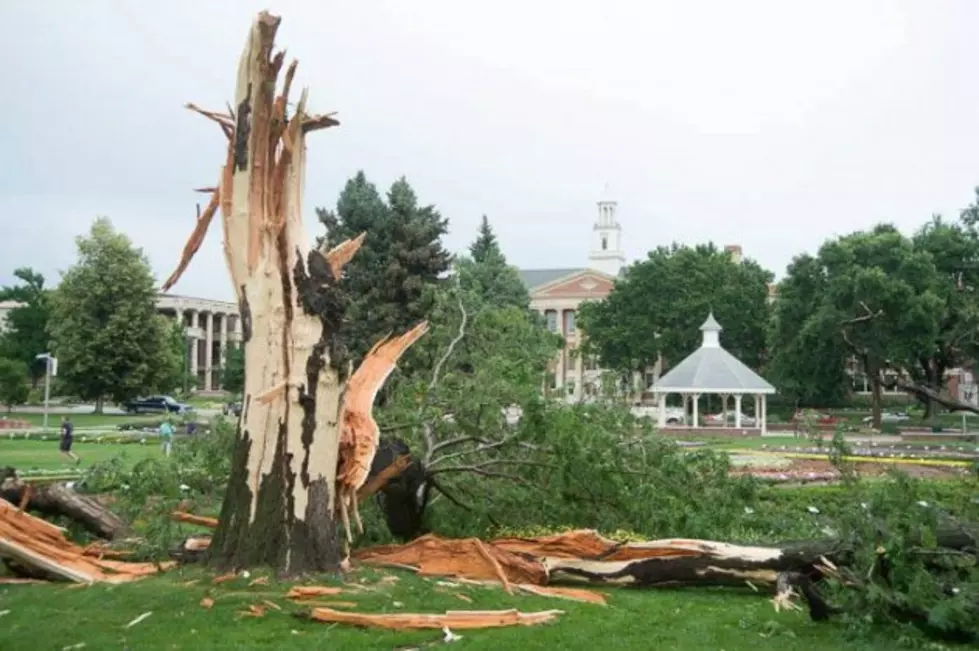 Lightning Destroys Tree at Colorado State University Flower Trial Garden