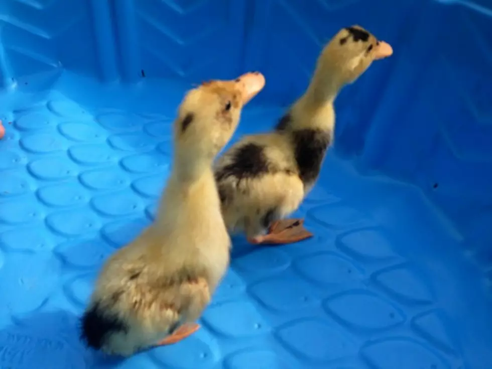 The Sound a Shopping Cart Full of Rubber Ducks Makes [VIDEO]
