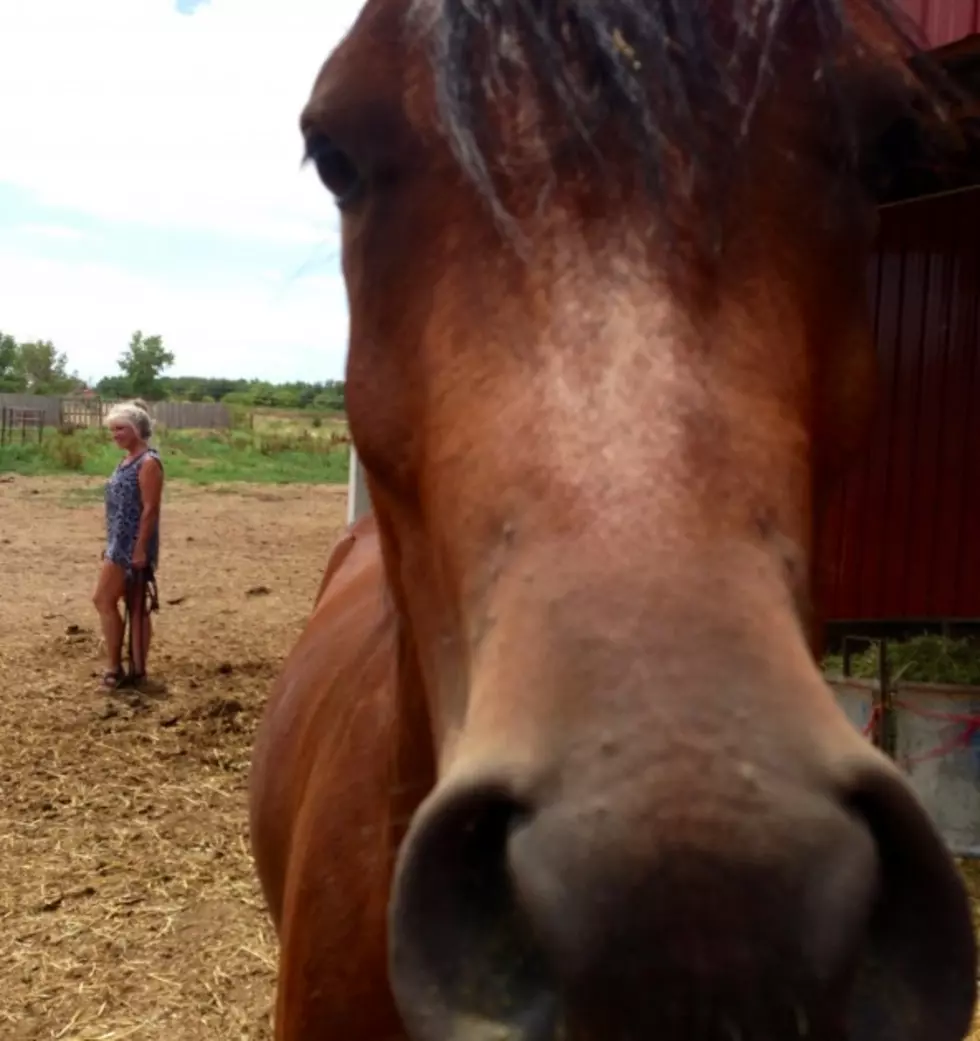 I Was Photobombed By A Horse &#8211; Brian&#8217;s Blog [PICTURES]