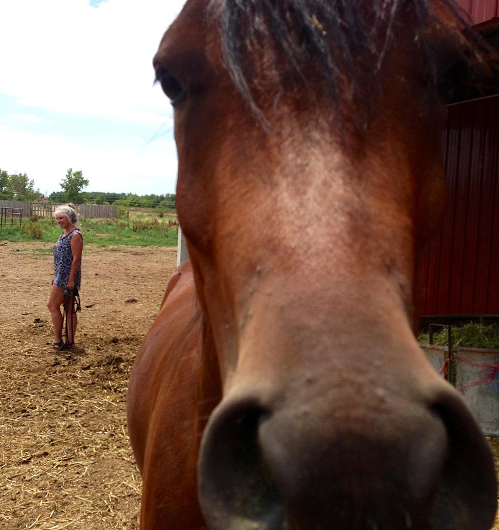 I Was Photobombed By A Horse – Brian’s Blog [PICTURES]