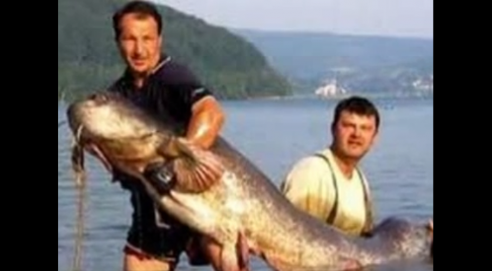Monster Catfish Caught In Slovakia On Handmade Rod And Reel